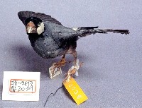 爪哇雀藏品圖，第2張